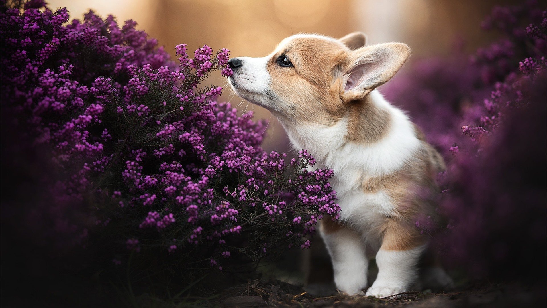 美网巨浪 vs 联合杯涟漪，阿尔卡拉斯如何凭一己之力定义网球新纪元？