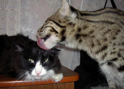 广东如棋,恩比德为将,两场跨越时空的胜利序曲