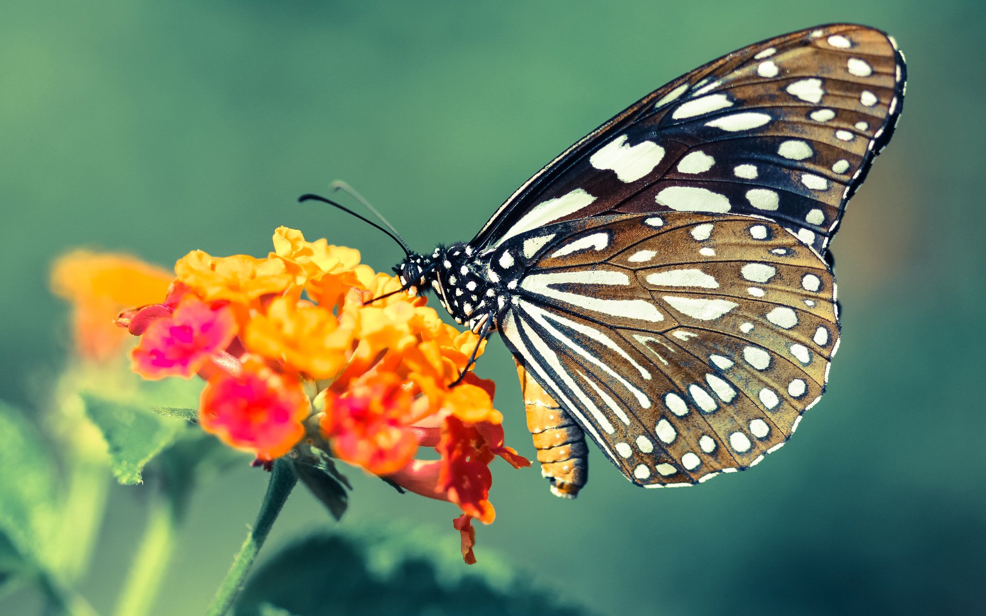 太阳耀斑席卷盐湖城，保罗精准制导，17-0攻击波锁定胜局