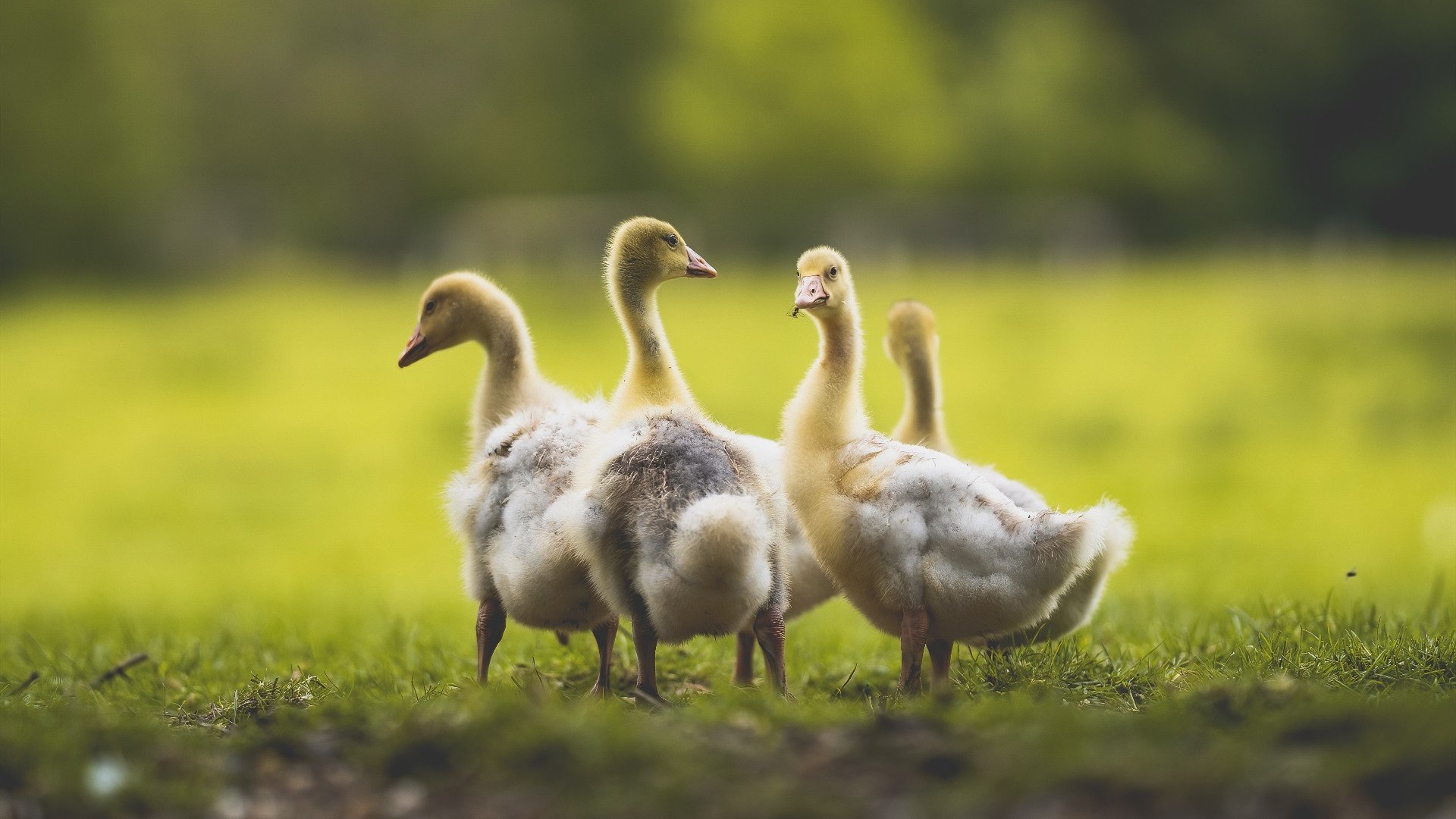 世纪之战，佩德里弑杀旧主，导演马赛惊天大逆转