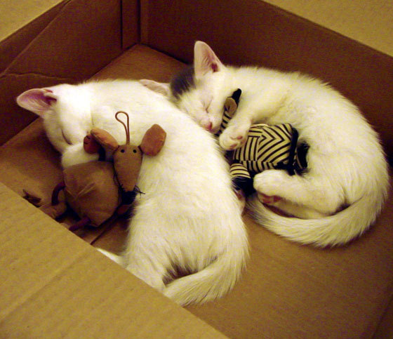 疾速镜面,当F1街道赛之夜被欧文的攻防艺术统治