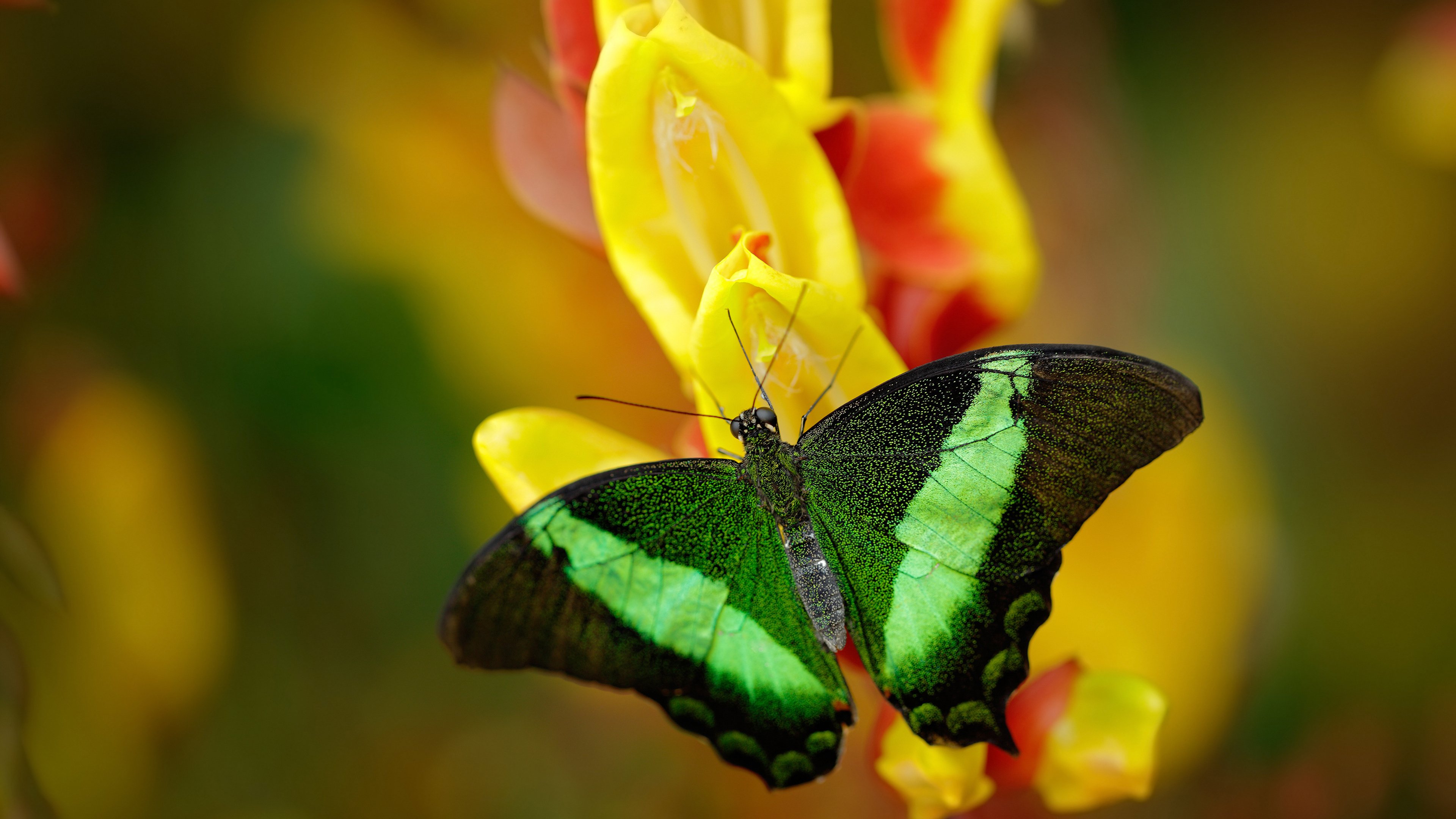 绿茵闪电与球场齿轮,当迪马利亚成为NBA季后赛的攻防转换灵魂