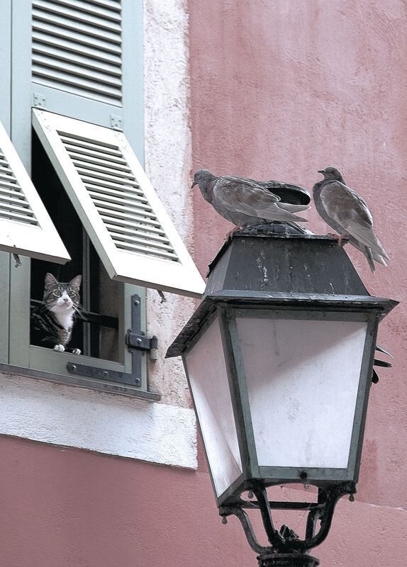 霸权崩塌那一天,从勒沃库森登顶到NBA新王接管