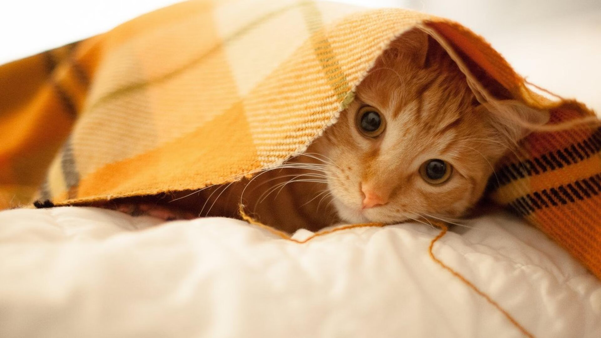 乌克兰踏平厄瓜多尔,苏亚雷斯在英超争冠接管比赛的足球交响曲