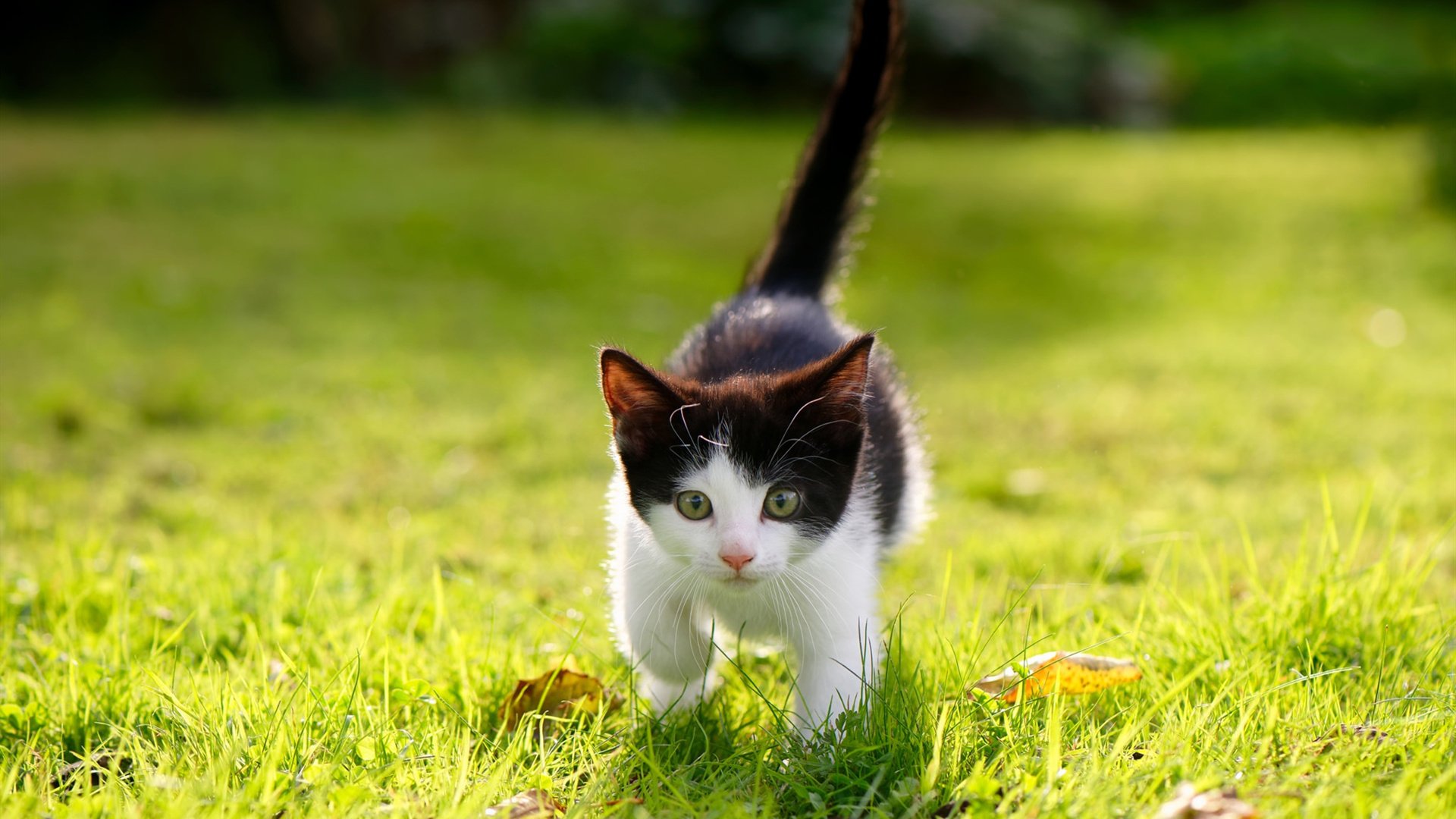 绿茵场与篮球馆的共鸣，从西甲国家德比到辽宁队的战术压制