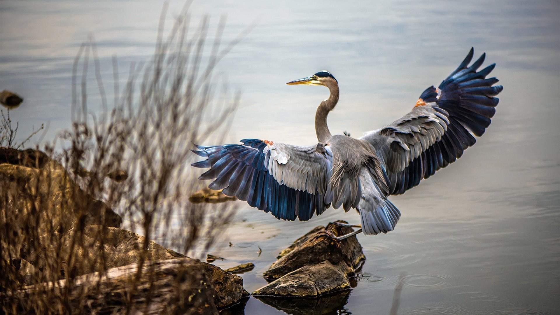 历史性跨越，深圳队决战时刻逆袭，首夺NBA-CBA终极对决桂冠