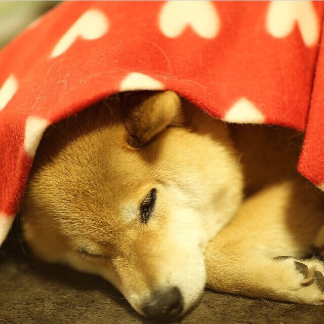 跨越时差与质疑,卡塞米罗一锤定音,马赛在客场争冠战中力克加拿大,开启新篇章