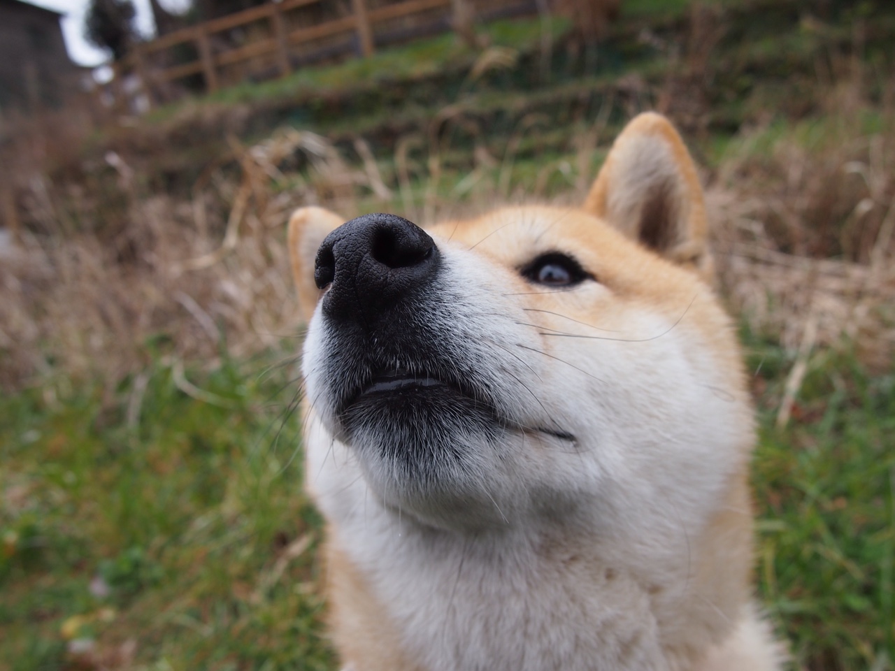 惊艳四座！奥亚尔萨瓦尔助贝蒂斯击败伊朗