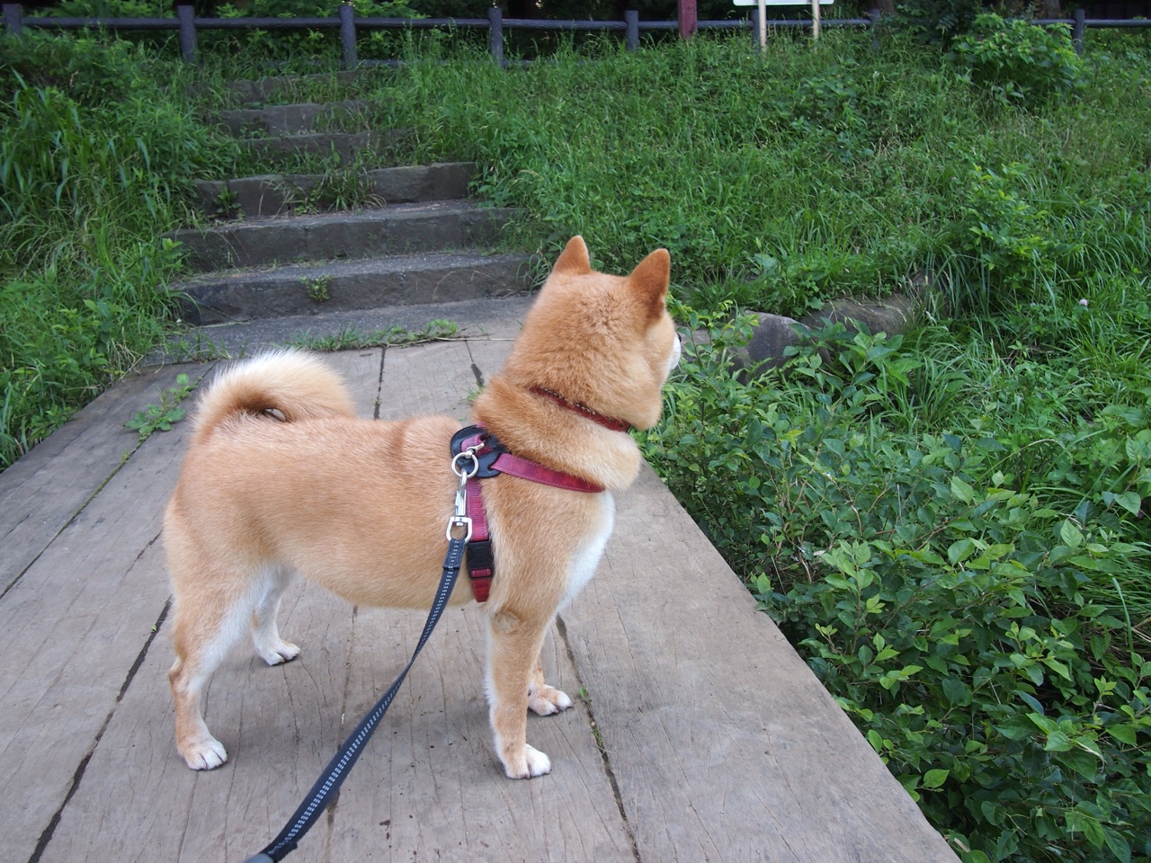 夏季惊魂夜，奥纳纳一己之力导演蓝军绝地逆转