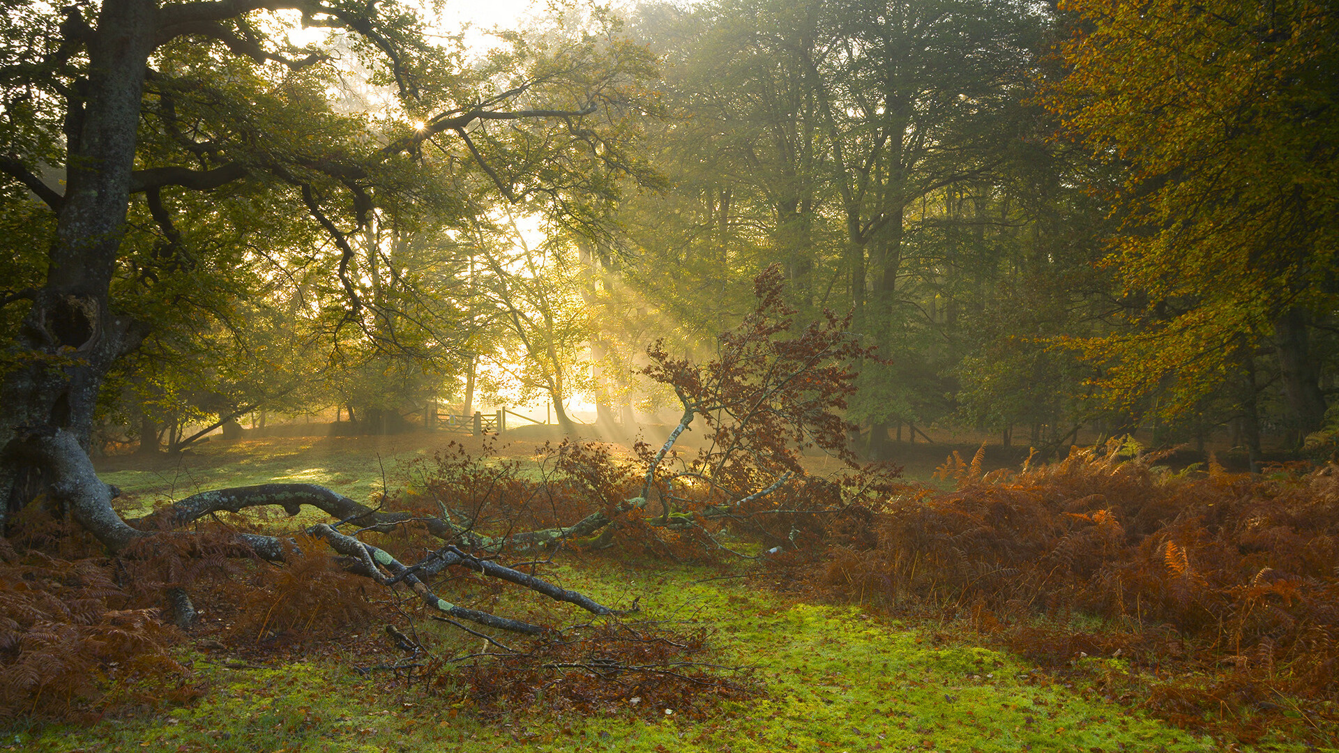 寒夜锋刃，拉亚一扑定乾坤，年度焦点战铸就永恒瞬间