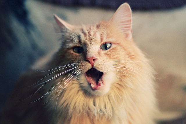 韧性之城对飙天赋之队,文班末节觉醒诠释何为关键先生