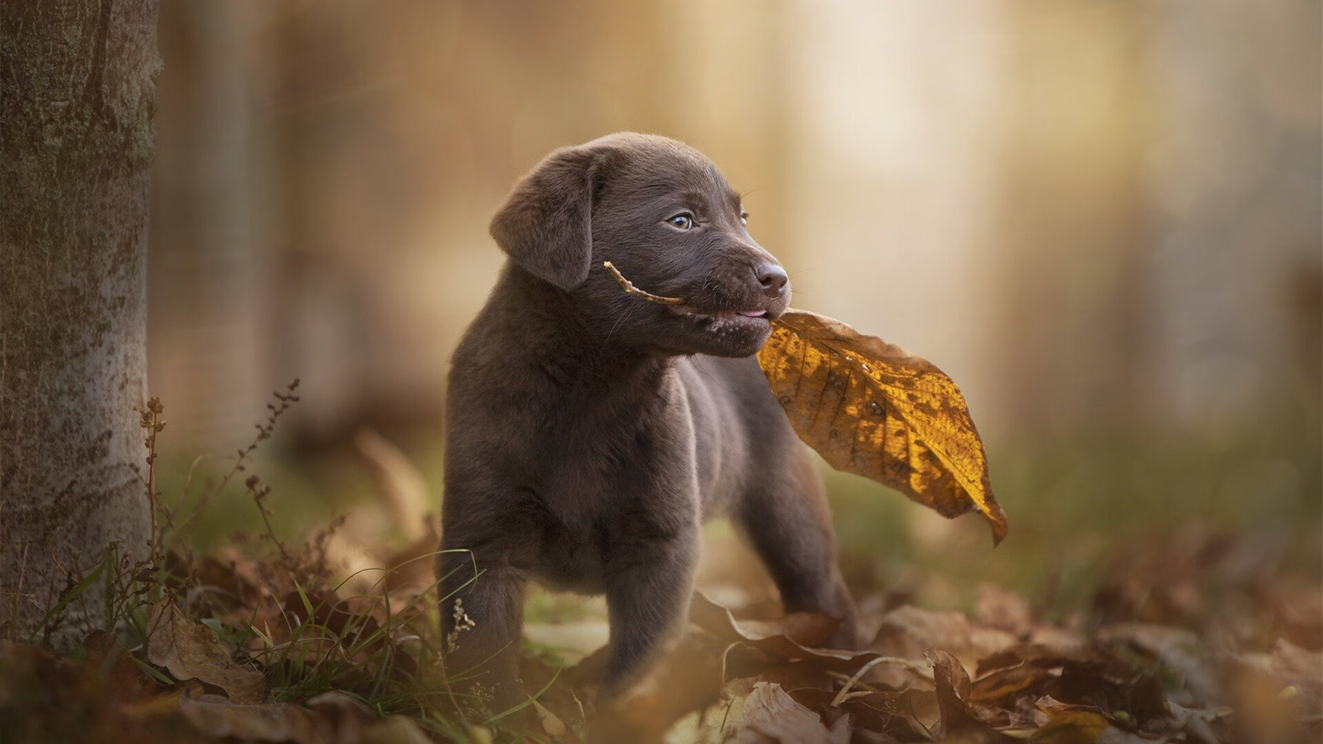 终场前8秒！弃子霍勒迪化身棋眼，一步刺穿森林狼的天罗地网