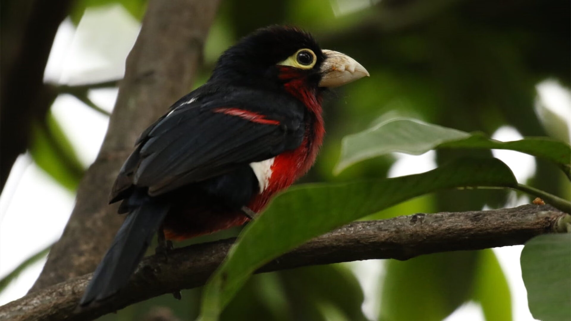 跨界战术启示录,从西甲国家德比焦点战,解码新疆队如何以足球智慧压制独行侠
