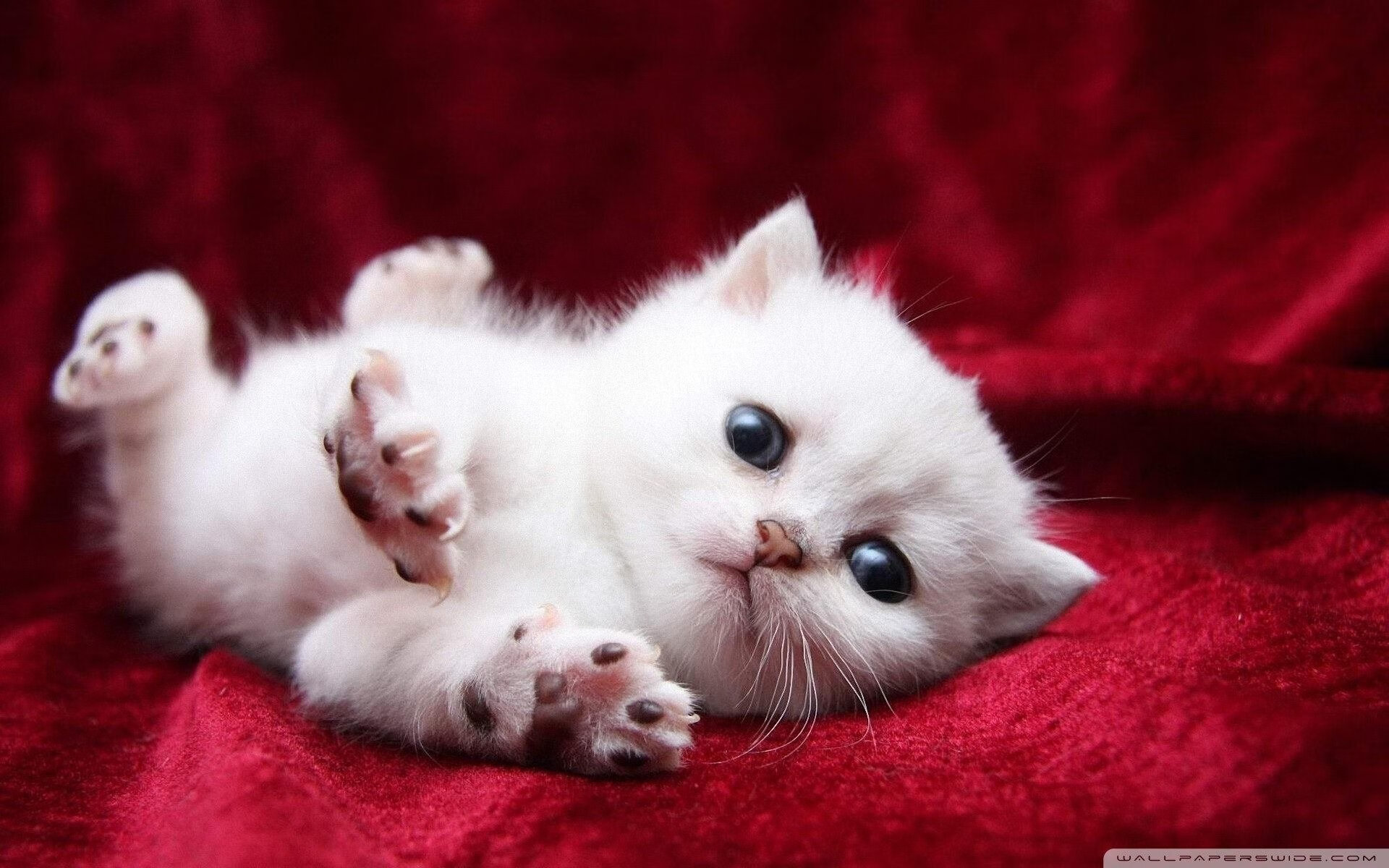 卡拉斯科独造三球,黑马雷恩绊倒大黄蜂,争冠之路燃起烽火