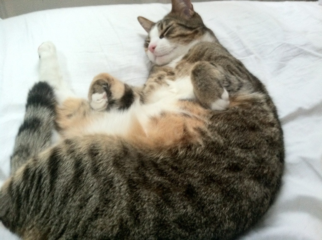 别让最后十秒,吞噬四十分钟的光芒,库里式决断与开拓者的逆转启示