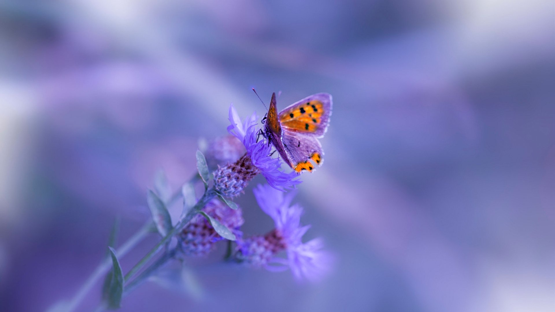 当篮球神迹投影绿茵场，文班亚马的全场高能如何诠释德甲争冠夜