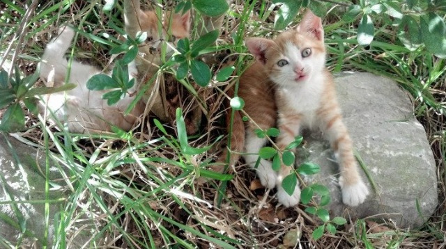 血海争渡者，利拉德之夜如何重写抢七命运图谱