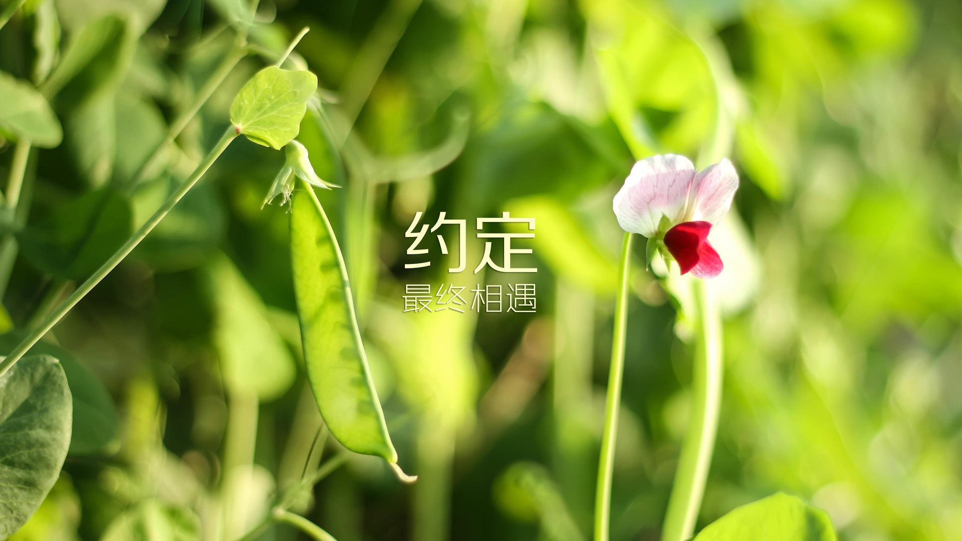 加纳风暴席卷2026世界杯E组,德布劳内化身橙色指挥官,一场标志性大胜宣告新王诞生