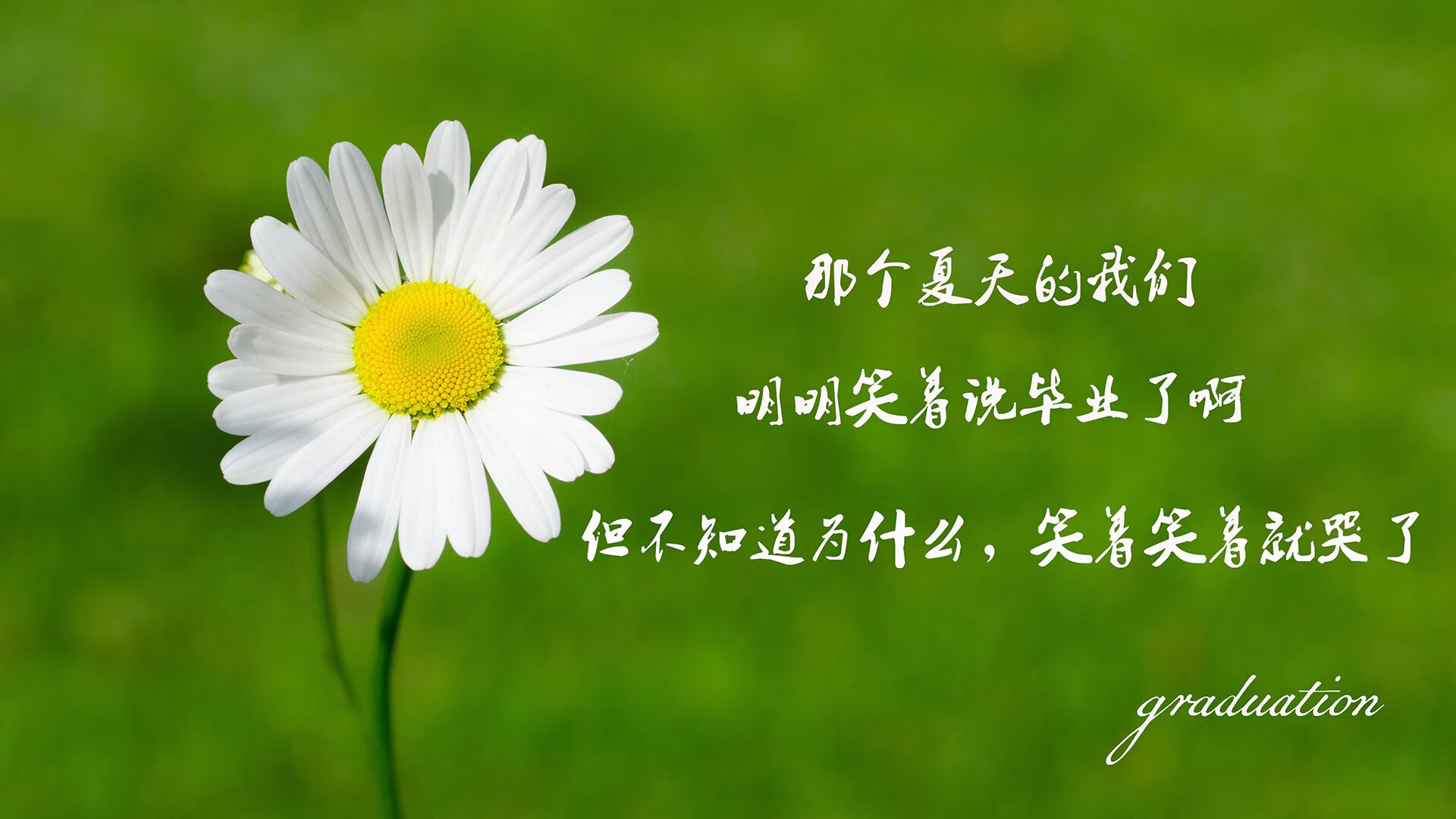 郁金香的复仇,2026世界杯D组生死战,荷兰风暴席卷罗马尼亚,B费独舞点亮北美夜空