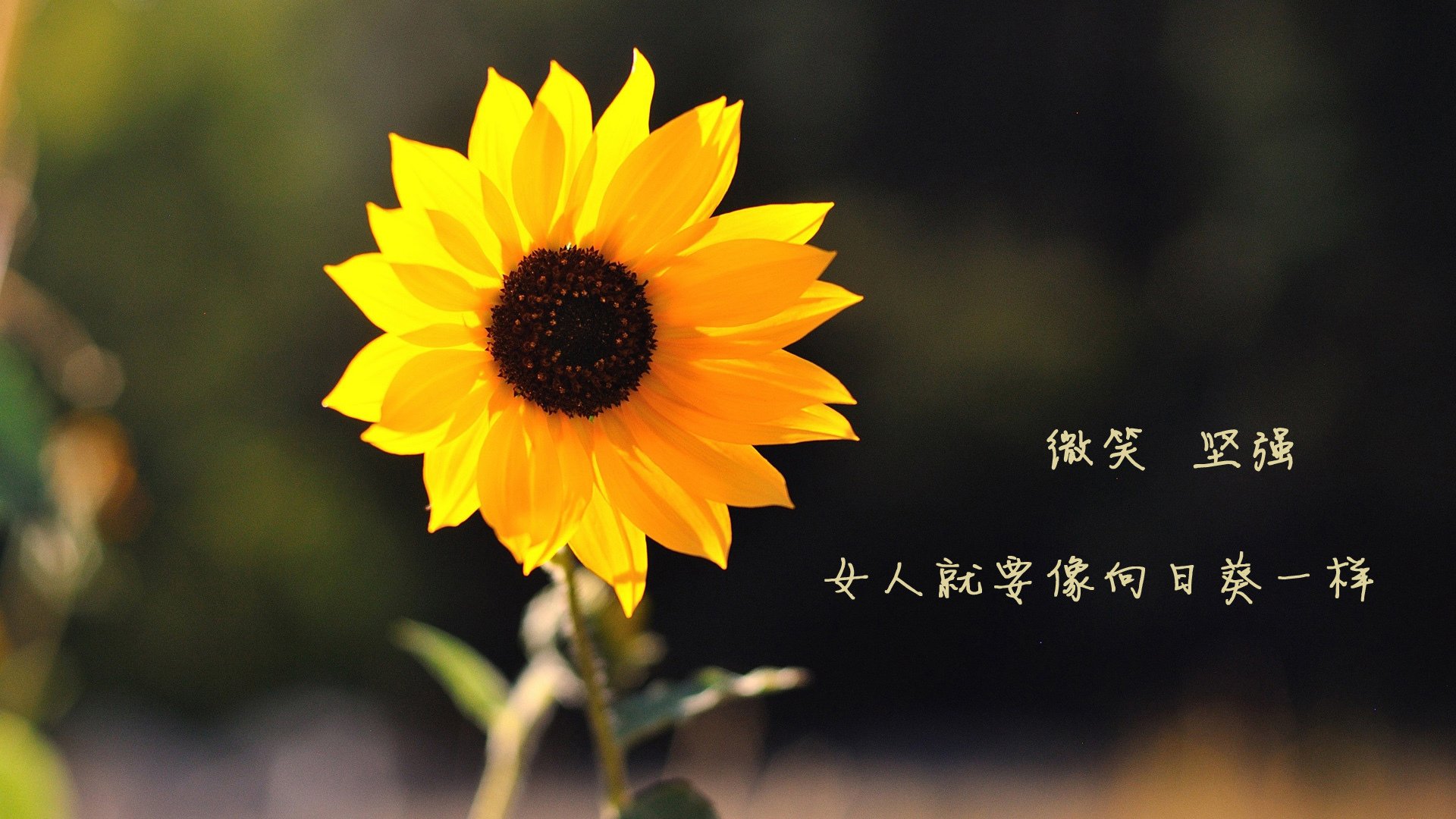 当传奇的指针划过加纳的夜空—2026世界杯E组战记,莱万多夫斯基的唯一定义